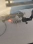 outil:decoupeuse_laser_vevor_kh9060:26_job_en_cours.jpg