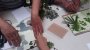 recherche:extension_graphique:atelier_cyano_02.jpg