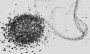 recherche:residence_polygones:polyphy_3.png
